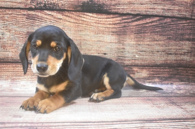 Dachshund-DOG-Female-Black and Tan-6153-Petland Monroeville, PA