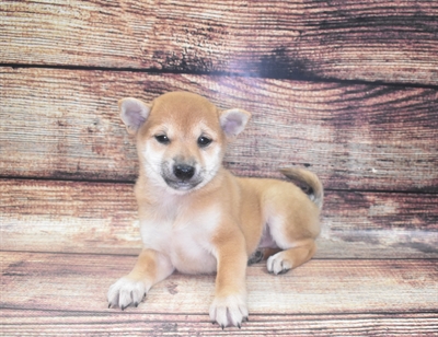 Shiba Inu-DOG-Female-Red-6154-Petland Monroeville, PA