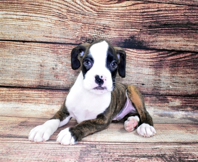 Boxer-DOG-Male-Brindle-6155-Petland Monroeville, PA