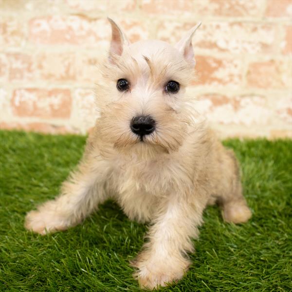 Mini Schnauzer-DOG-Male-Liver Pepper-6156-Petland Monroeville, PA