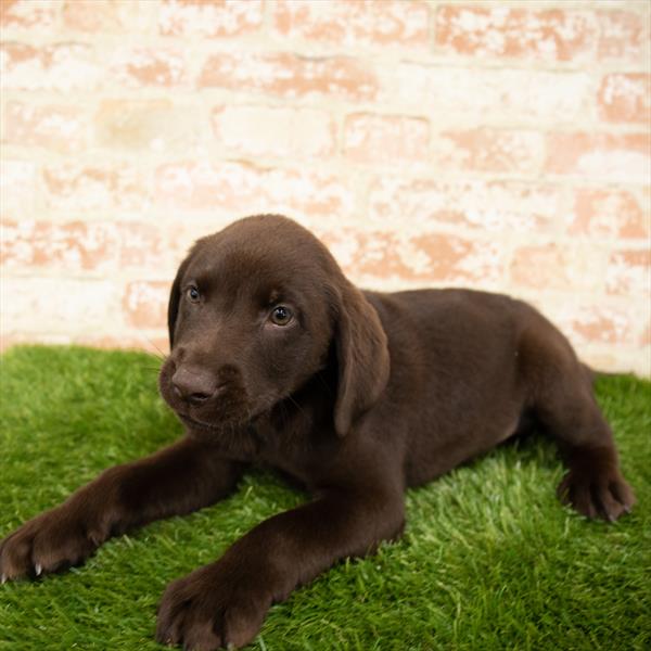 Labrador Retriever-DOG-Male-Chocolate-6158-Petland Monroeville, PA