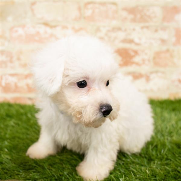 Malshi-DOG-Male-White-6159-Petland Monroeville, PA