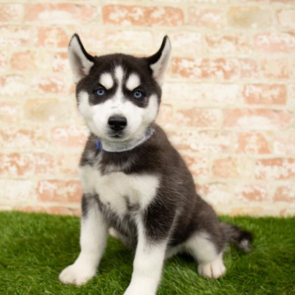 Siberian Husky-DOG-Female-Black / White-6160-Petland Monroeville, PA