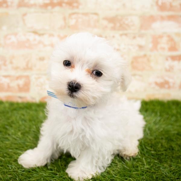 Maltese-DOG-Male-White-6161-Petland Monroeville, PA