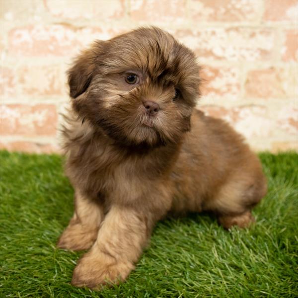Shih Tzu-DOG-Male-Liver-6162-Petland Monroeville, PA