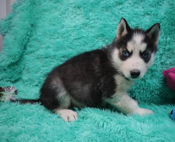 Siberian Husky-DOG-Male-Black / White-6175-Petland Monroeville, PA