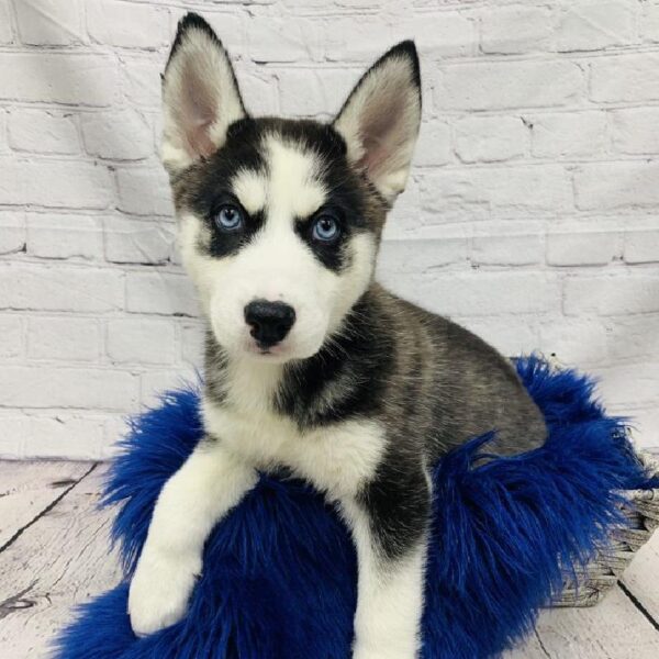 Siberian Husky-DOG-Female-Black Grey and White-6189-Petland Monroeville, PA