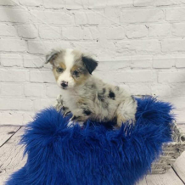 Miniature Australian Shepherd-DOG-Female-Blue Merle White and Tan-6188-Petland Monroeville, PA