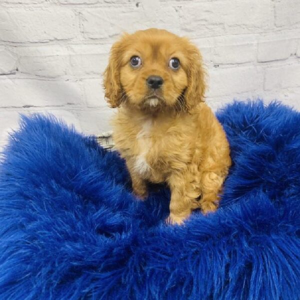 Cavalier King Charles Spaniel-DOG-Male-Ruby-6185-Petland Monroeville, PA