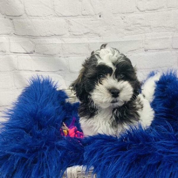 Teddy Bear-DOG-Female-Black Gold and White-6190-Petland Monroeville, PA