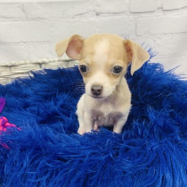 Chihuahua-DOG-Male-Blue Fawn-6186-Petland Monroeville, PA