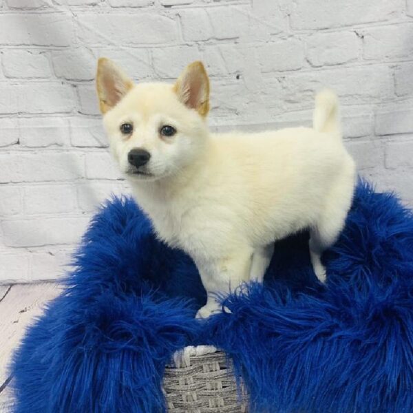 Imo- Inu-DOG-Female-White-6187-Petland Monroeville, PA