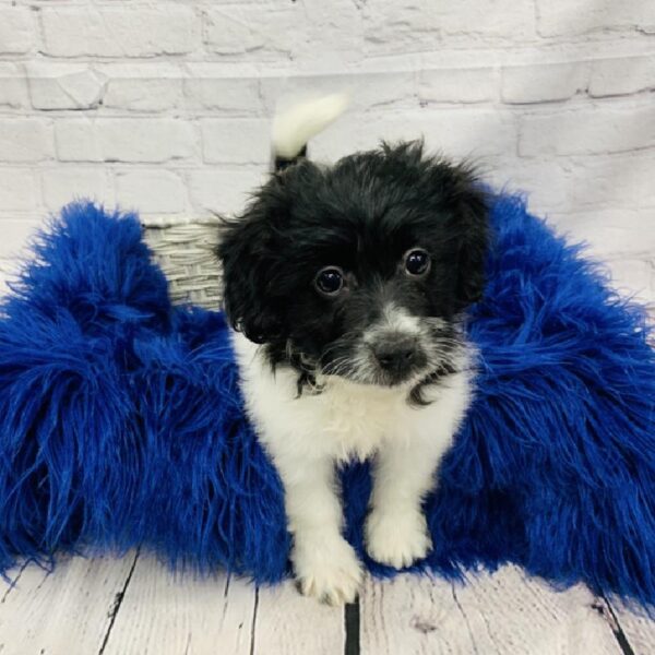 Bichon- Poo-DOG-Female-Black & White-6201-Petland Monroeville, PA