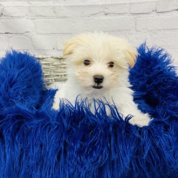 Morkie-DOG-Male-White-6203-Petland Monroeville, PA