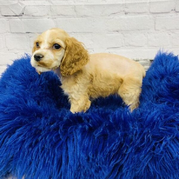 Cocker Spaniel-DOG-Male-Buff-6202-Petland Monroeville, PA
