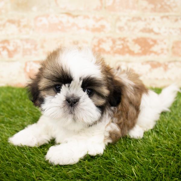 Shih Tzu-DOG-Male-Gold / White-6214-Petland Monroeville, PA