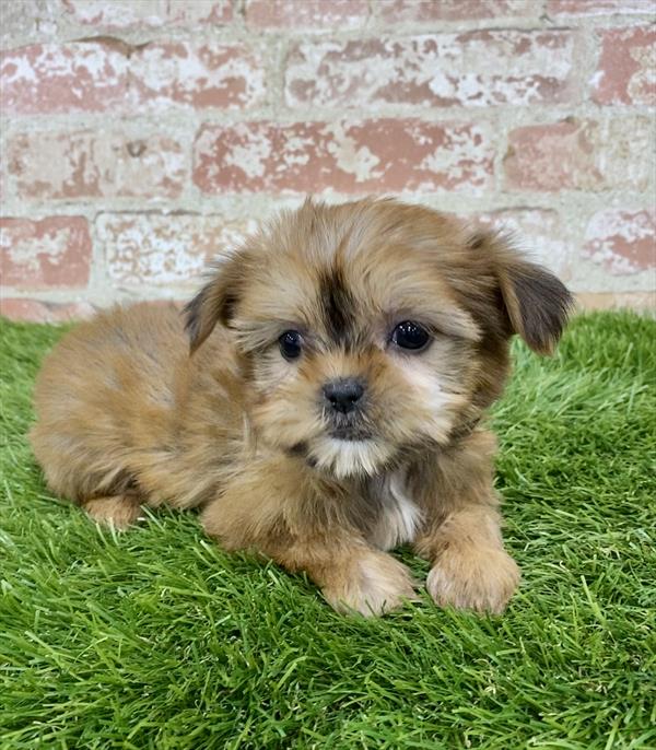 Shorkie-DOG-Female-Gold-6215-Petland Monroeville, PA