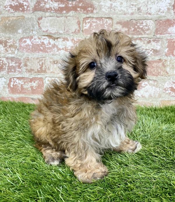 Yorkie-Poo-DOG-Male-Red-6216-Petland Monroeville, PA
