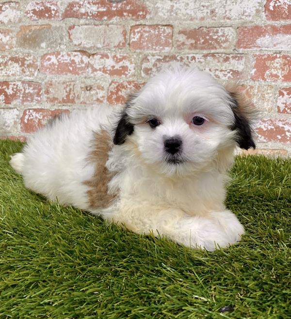 Teddy Bear-DOG-Male-Gold / White-6217-Petland Monroeville, PA