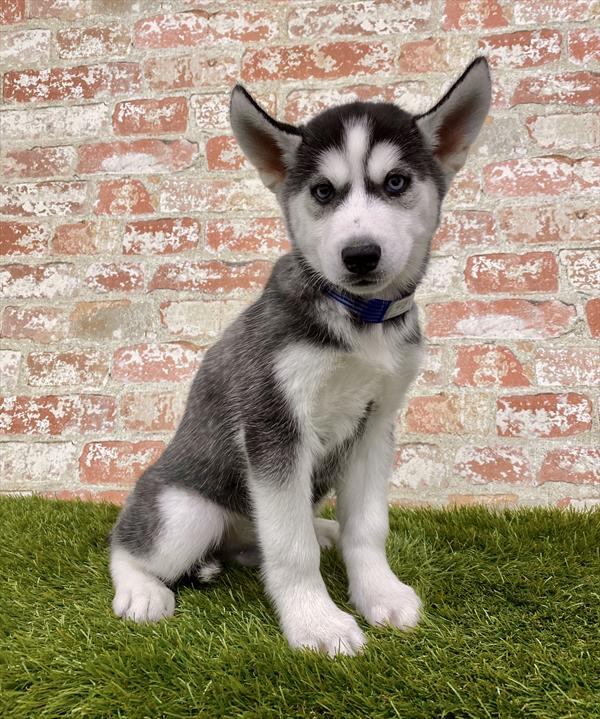 Siberian Husky-DOG-Male-Black / White-6218-Petland Monroeville, PA