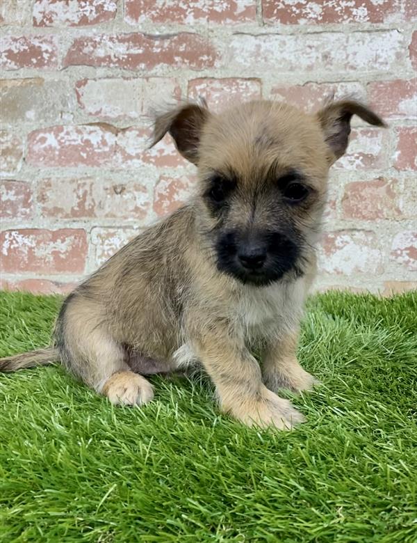 Cairn Terrier-DOG-Male-Wheaten-6219-Petland Monroeville, PA