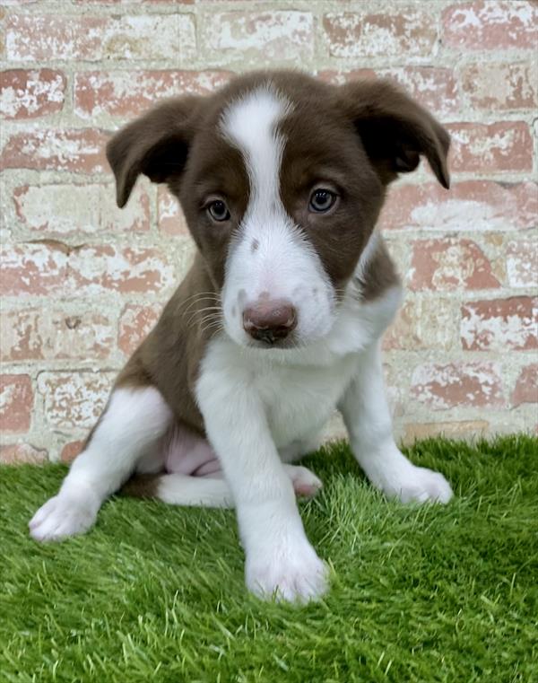 Border Collie-DOG-Female-Red / White-6220-Petland Monroeville, PA