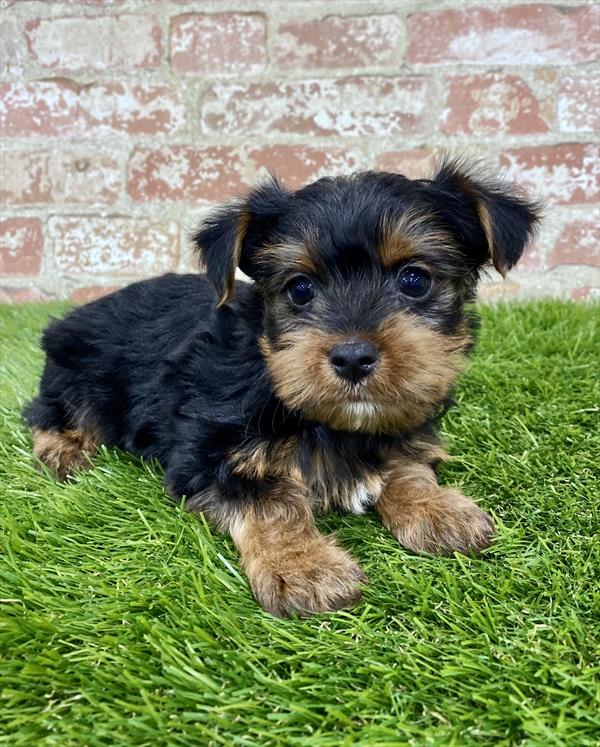 Yorkie-DOG-Male-Black / Tan-6221-Petland Monroeville, PA