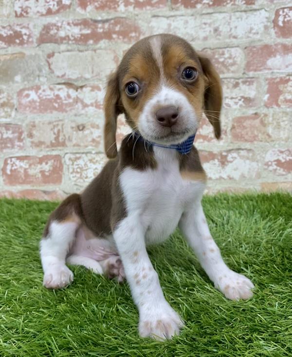 Beagle-DOG-Male-Chocolate White Tan-6222-Petland Monroeville, PA