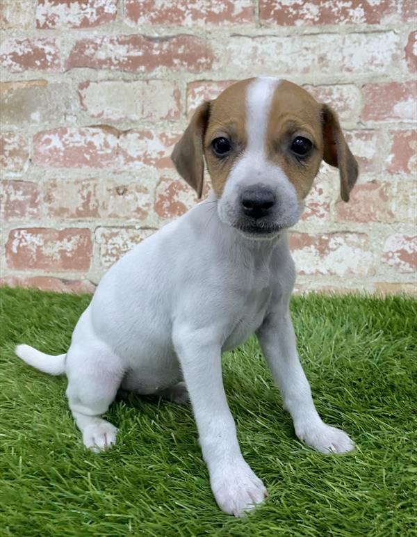 Jack Russell Terrier-DOG-Female-White-6223-Petland Monroeville, PA