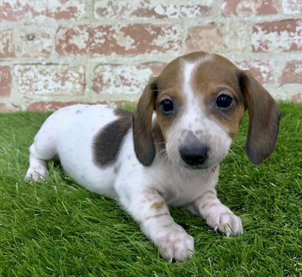 Dachshund-DOG-Female-Wild Boar-6224-Petland Monroeville, PA