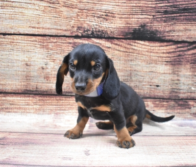 Dachshund-DOG-Male-Black and Tan-6236-Petland Monroeville, PA