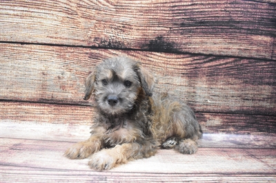 Schnoodle-DOG-Female-Silver Beige-6238-Petland Monroeville, PA