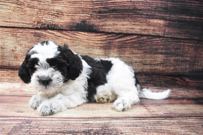 Teddy Bear-DOG-Female-Black and White-6239-Petland Monroeville, PA