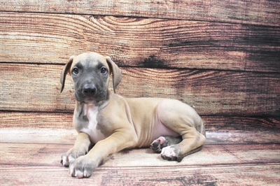 Great Dane-DOG-Male-Fawn-6242-Petland Monroeville, PA