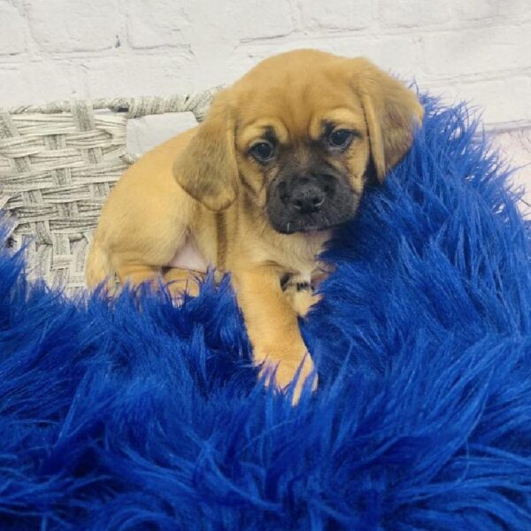 Puggle-DOG-Female-Fawn-6251-Petland Monroeville, PA