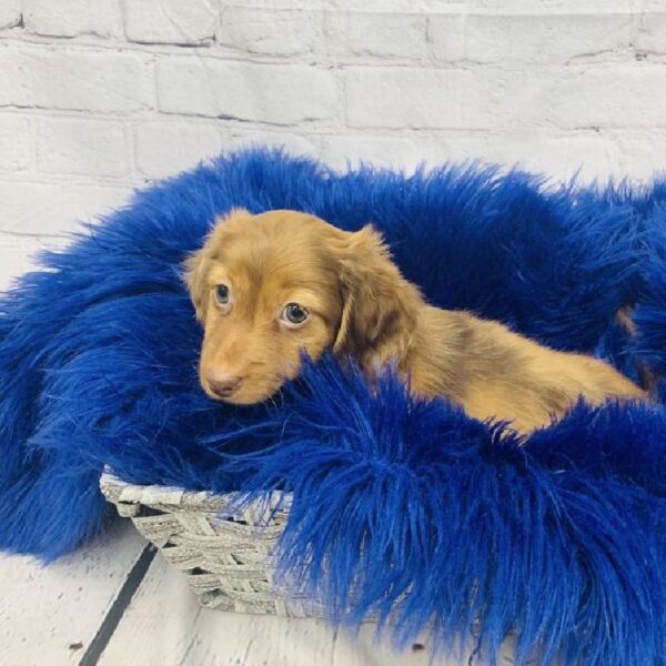Dachshund-DOG-Female-Red-6252-Petland Monroeville, PA