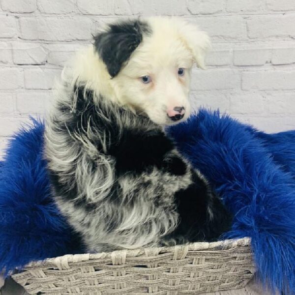 Australian Shepherd-DOG-Male-Blue Merle-6255-Petland Monroeville, PA