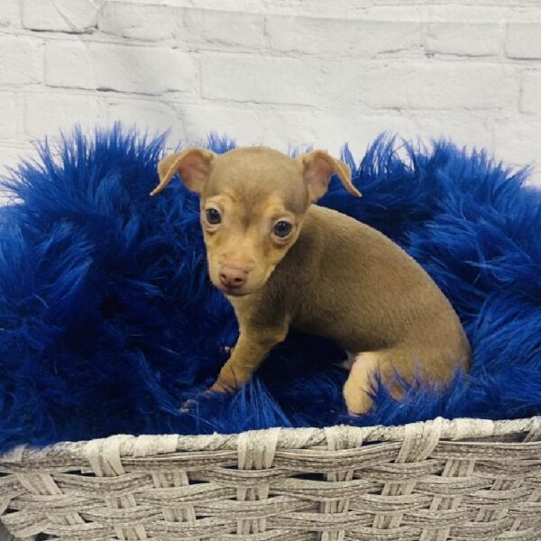 Chihuahua-DOG-Male-Chocolate / Tan-6254-Petland Monroeville, PA