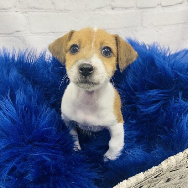 Jack Russell Terrier-DOG-Female-White-6253-Petland Monroeville, PA