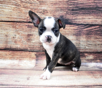 Boston Terrier-DOG-Female-Brindle and White-6263-Petland Monroeville, PA