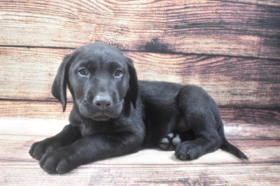 Labrador Retriever-DOG-Male-Black-6264-Petland Monroeville, PA