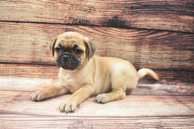 Puggle-DOG-Female-Red-6265-Petland Monroeville, PA