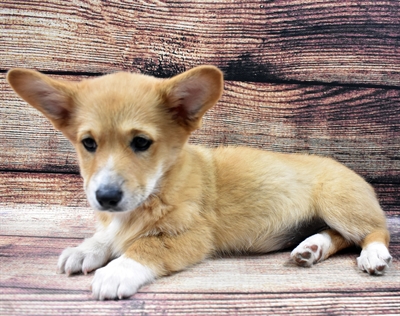 Pembroke Welsh Corgi-DOG-Female-Red-6266-Petland Monroeville, PA