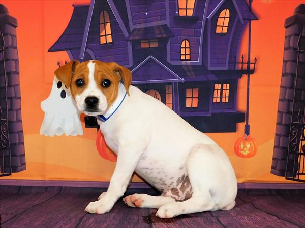 Rat Terrier-DOG-Male-Red / White-6274-Petland Monroeville, PA