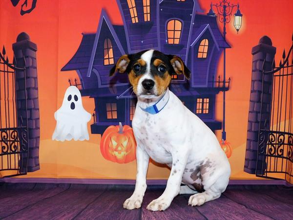 Rat Terrier-DOG-Female-White Black / Tan-6275-Petland Monroeville, PA