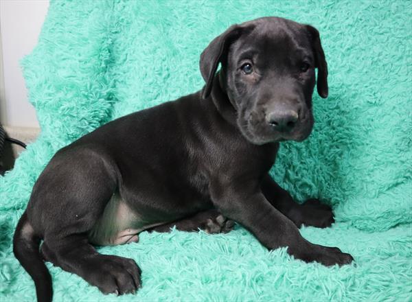 Great Dane-DOG-Male-Black-6276-Petland Monroeville, PA