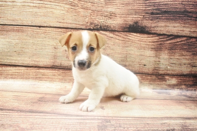 Jack Russell Terrier-DOG-Female-White and Red-6294-Petland Monroeville, PA