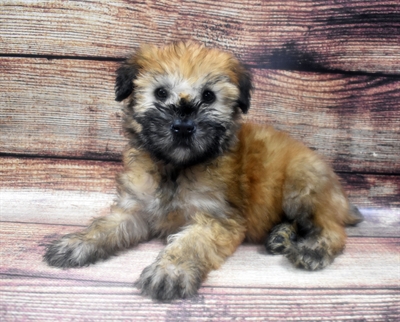 Soft Coated Wheaten Terrier-DOG-Female-Wheaten-6295-Petland Monroeville, PA