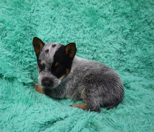 Australian Cattle Dog-DOG-Male-Blue Mottled-6296-Petland Monroeville, PA