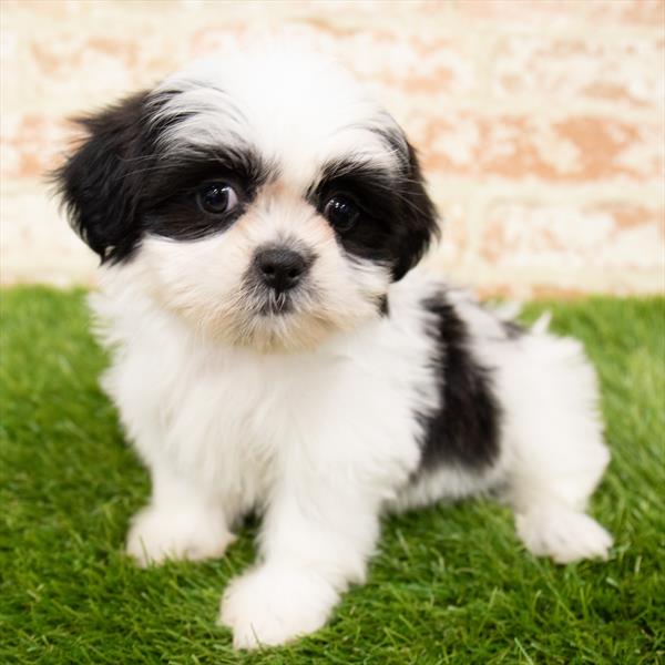 Shih Tzu-DOG-Female-Black / White-6299-Petland Monroeville, PA
